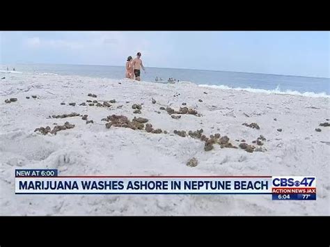Marijuana washes ashore in Neptune Beach